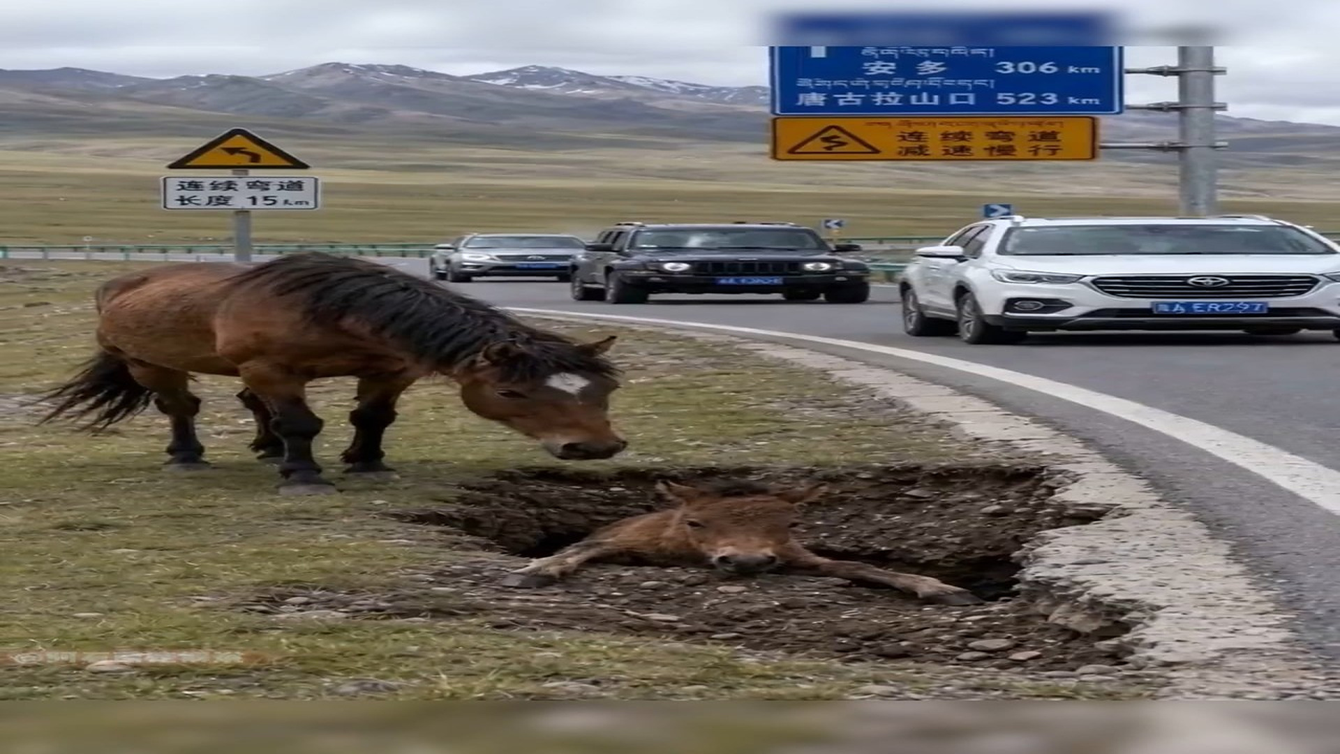 Full Video : H0807008_A Scared Animal Finally Learns To Trust Again