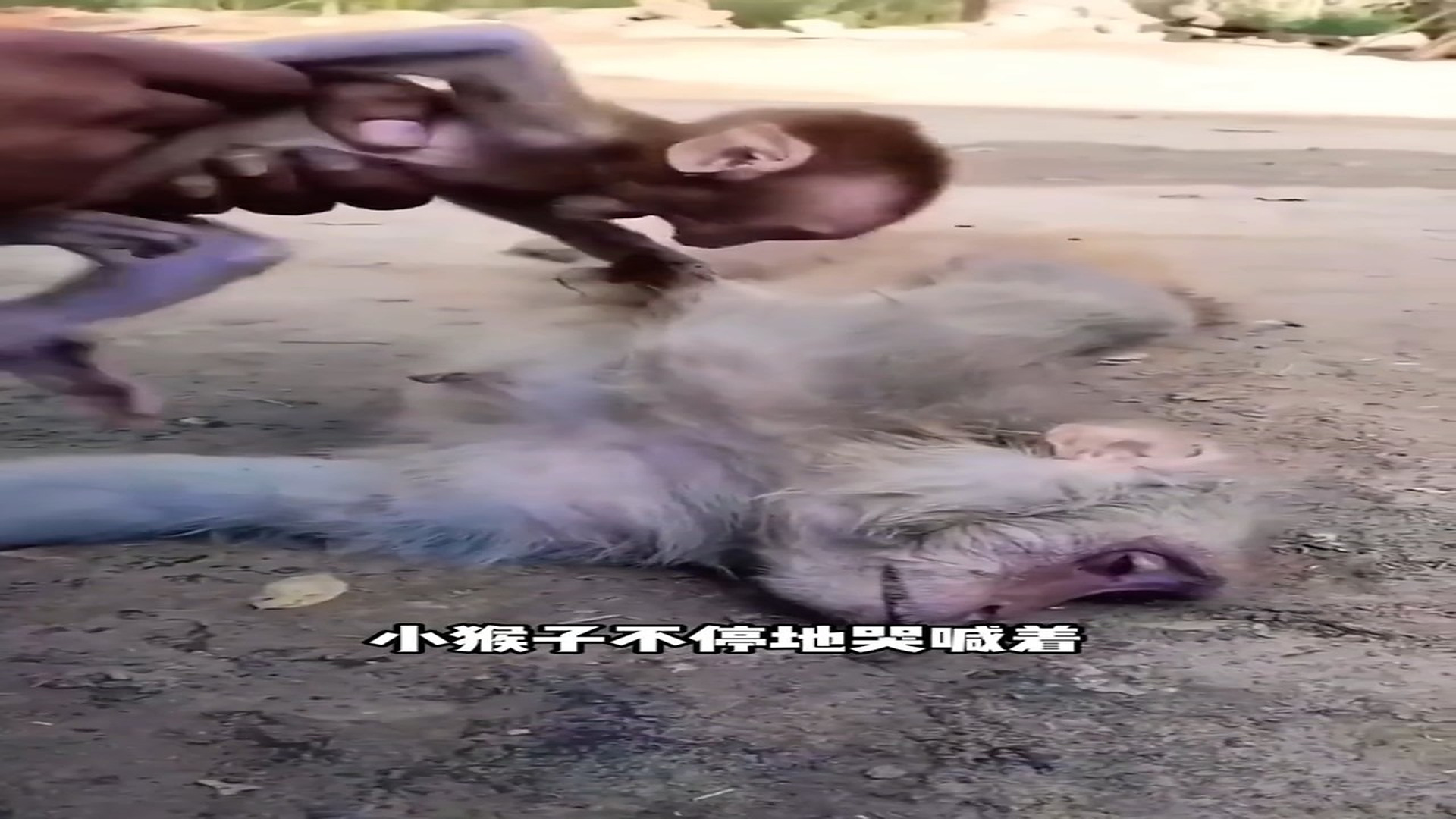 Full Video : H0807006_Poor Animal Cries Until Help Finally Arrives