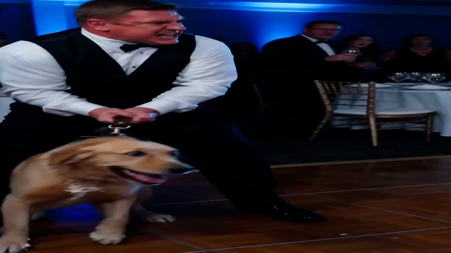 Unfold Story: T0807017_Our golden retriever Buster stood stiff as a board, barking wildly at our 3-tier wedding cake for exactly 17 minutes wh