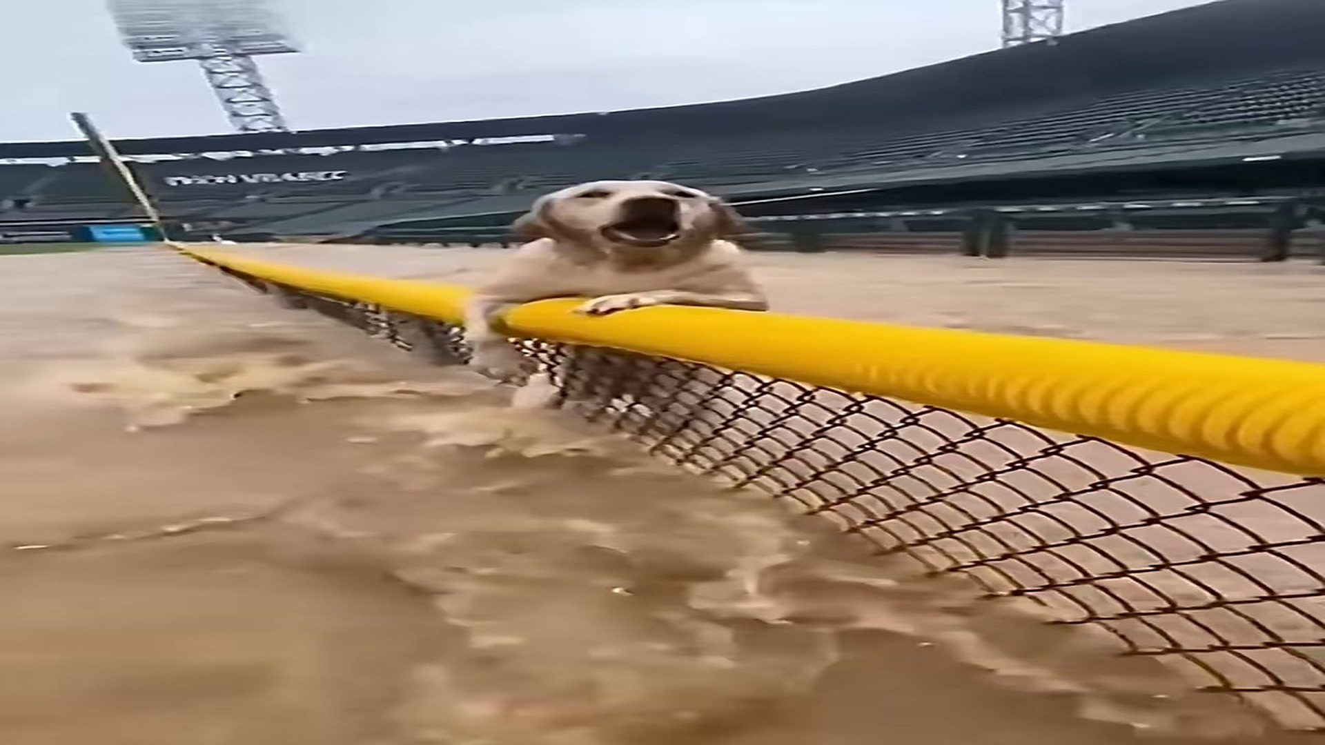 Full Story: T2807001_dog hanging on baseball fence. Water still rising