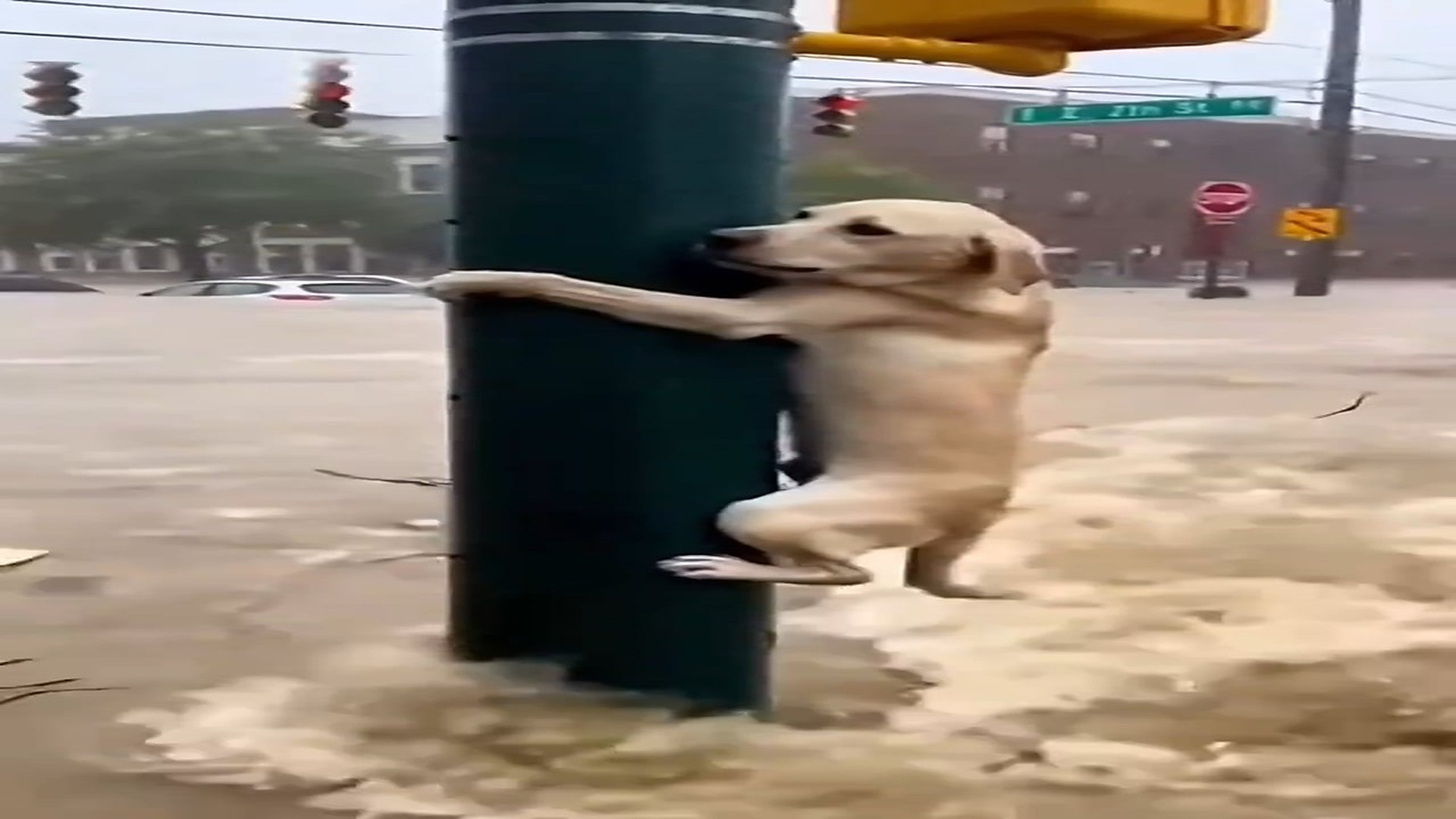 Full Story: T2807002_Flooded intersection. dog is stranded hanging traffic light