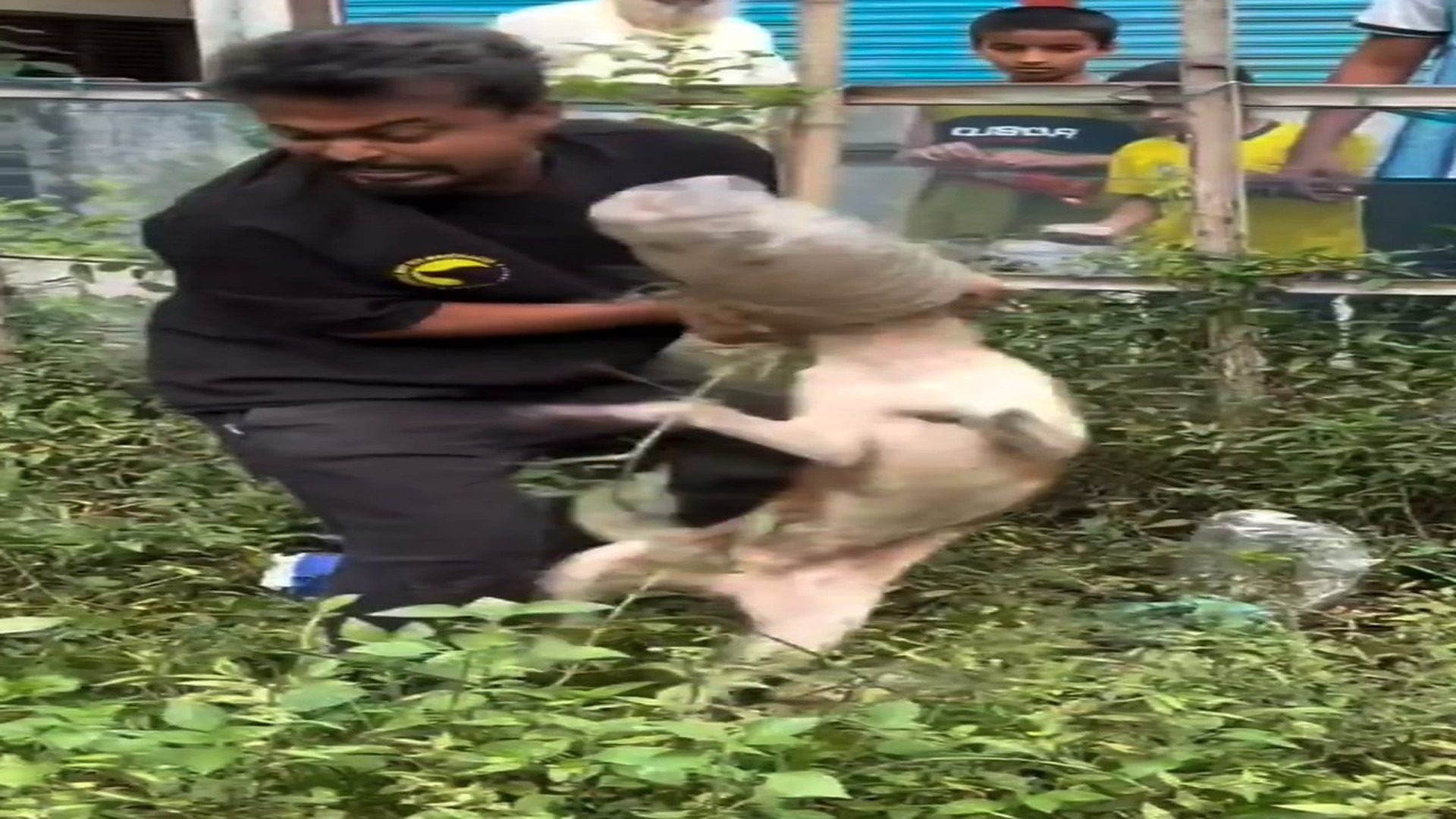 Full Story: T2807004_A Weak Animal Finally Finds Safety