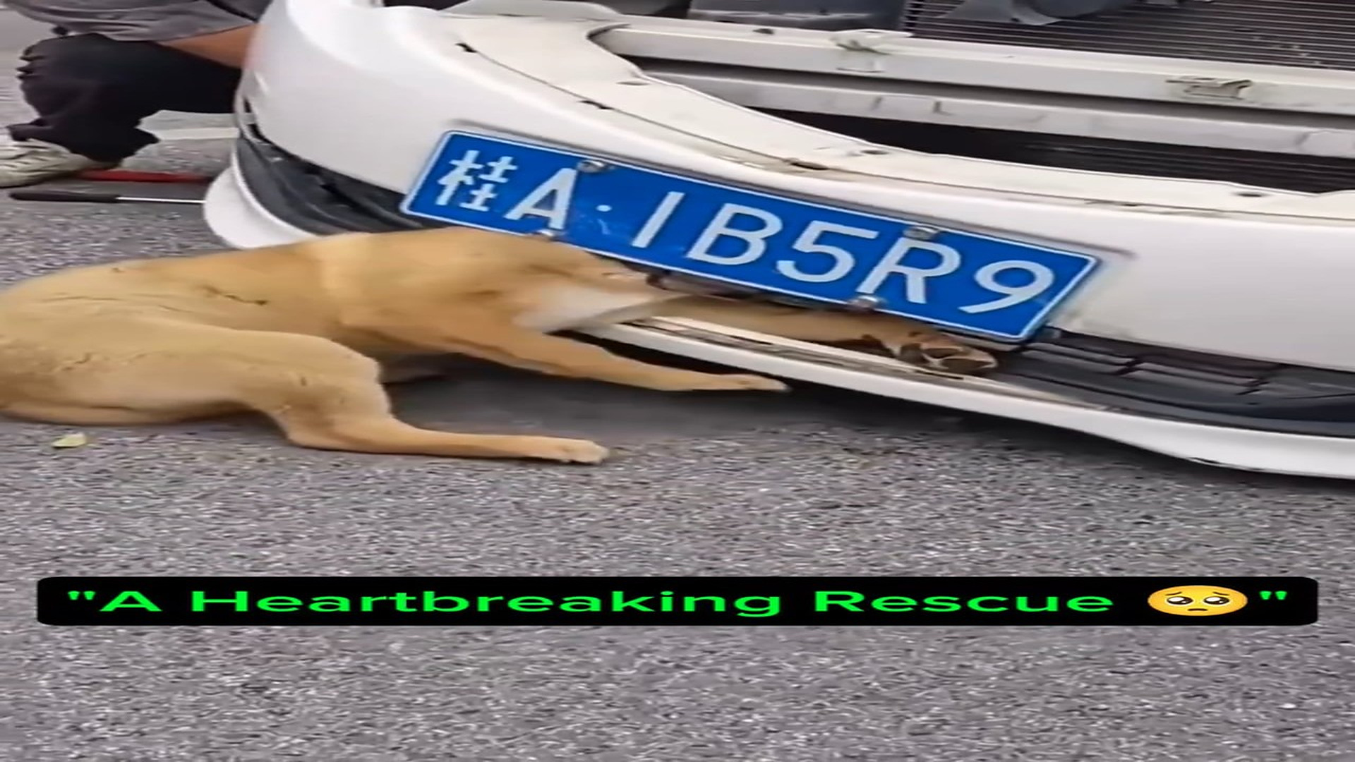 Full Story: T2807005_Tiny Animal Found Struggling To Survive