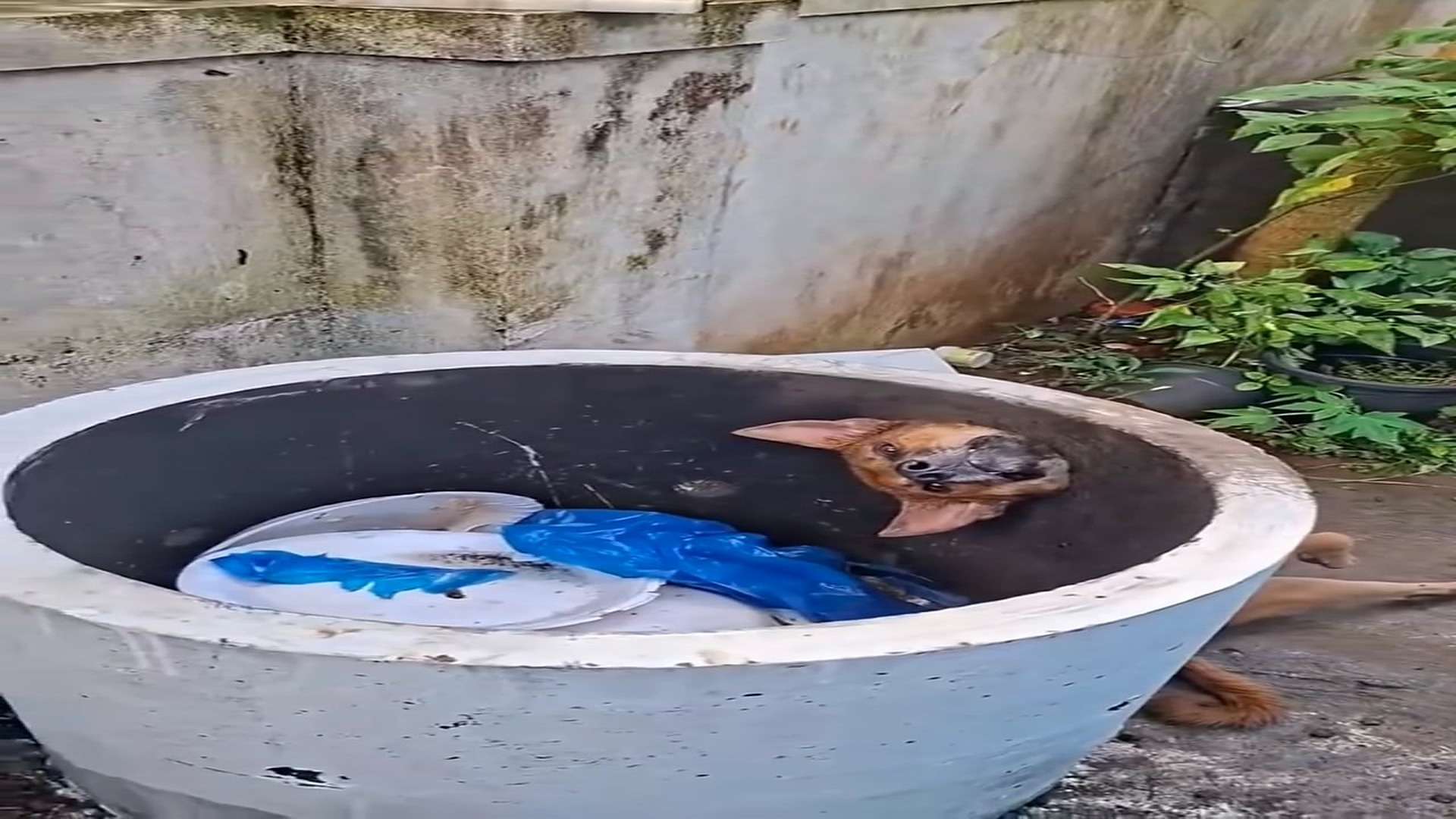Full Story: T2807006_Abandoned Animal Begs For Food And Help