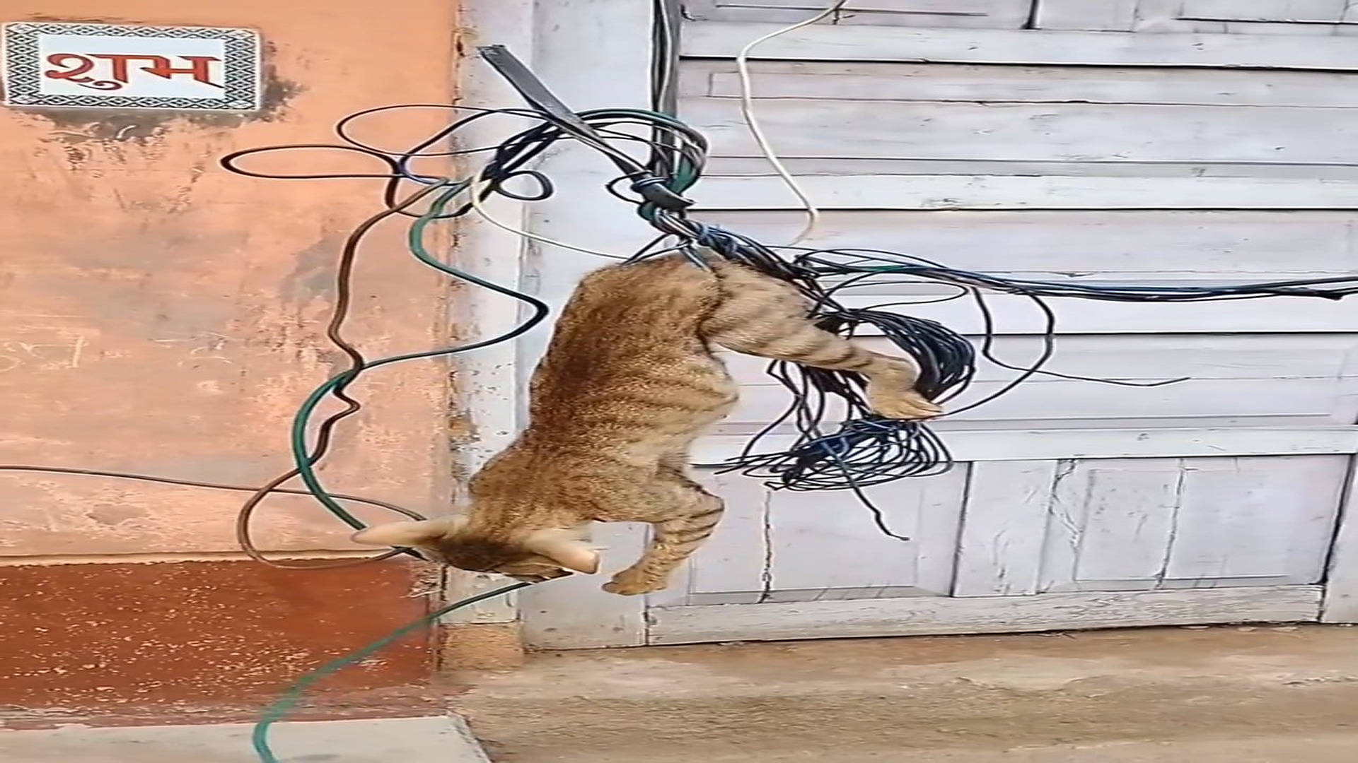 Full Story: T2807010_Poor Animal Could Barely Move Before Rescue