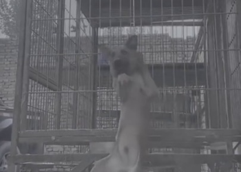 Full story: T0308034_Lonely Animal Finally Meets Its Rescuers