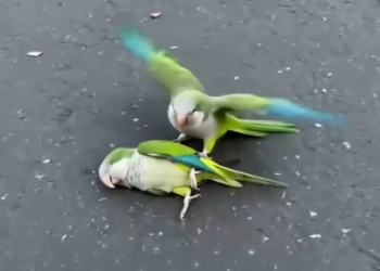 Full Story: T0508010_Desperate Parrot Tried To Wake Its Motionless Partner