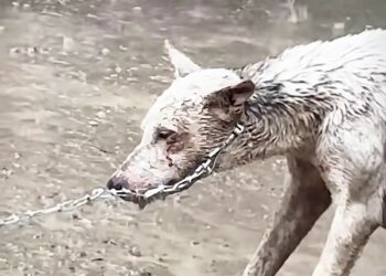 Full Story: T1108001_Animal Rescue Story