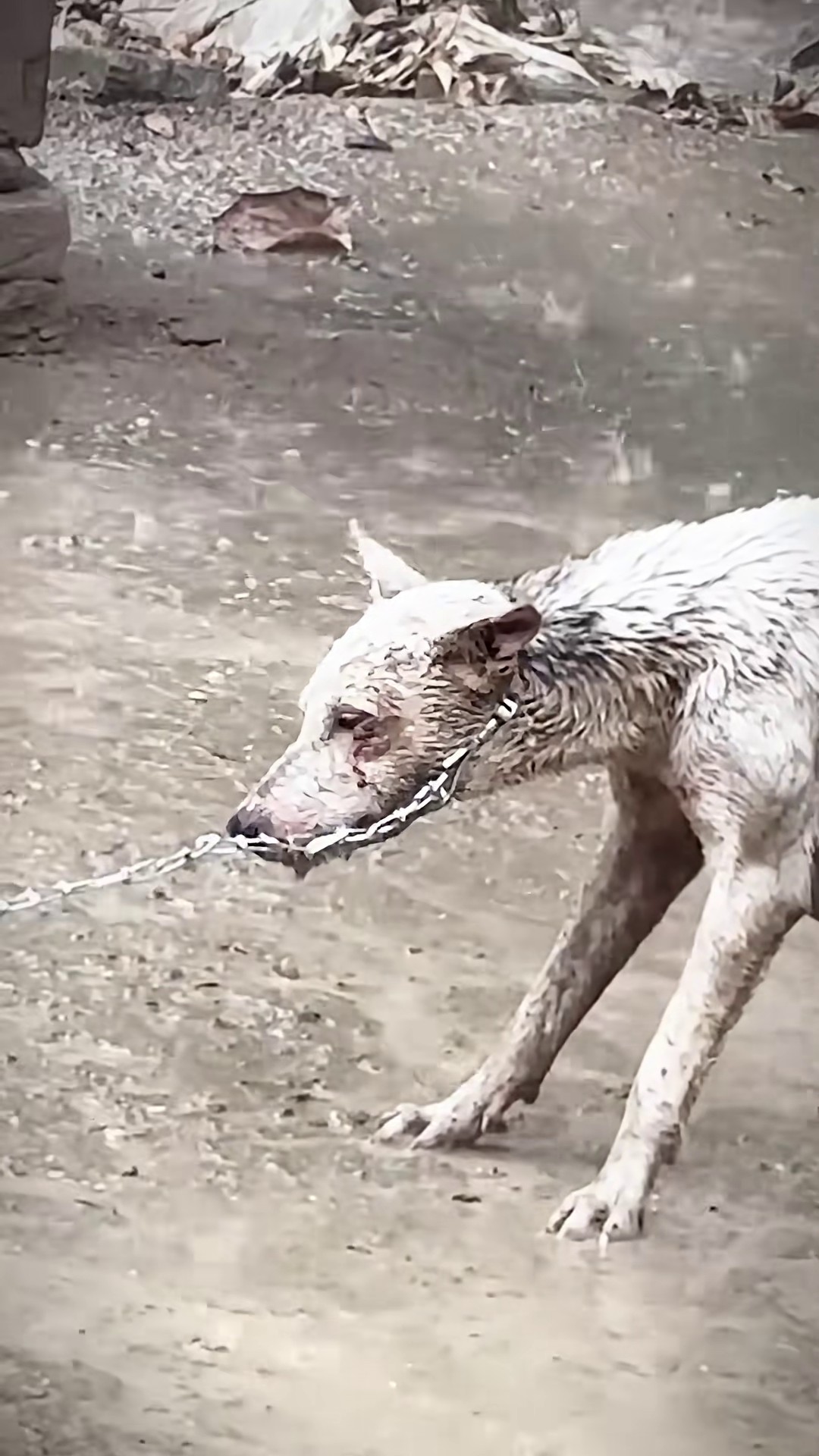 Full Story: T1108001_Animal Rescue Story