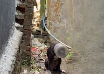 Full Story: T1108007_A Weak Animal Finally Finds Safety
