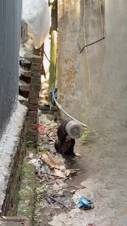 Full Story: T1108007_A Weak Animal Finally Finds Safety
