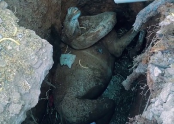 Full story here: T1408002_This Animal Rescue Story Is Truly Heartbreaking