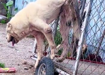 Full story here: T1408026_A Weak Animal Finally Finds Safety