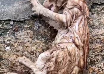 Full story here: T1808026_Injured Animal Finally Receives Help