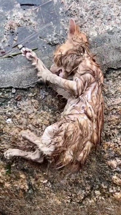 Full story here: T1808026_Injured Animal Finally Receives Help