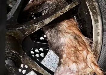 Full rescue here: T2008002_Emotional Animal Rescue That Changed Everything