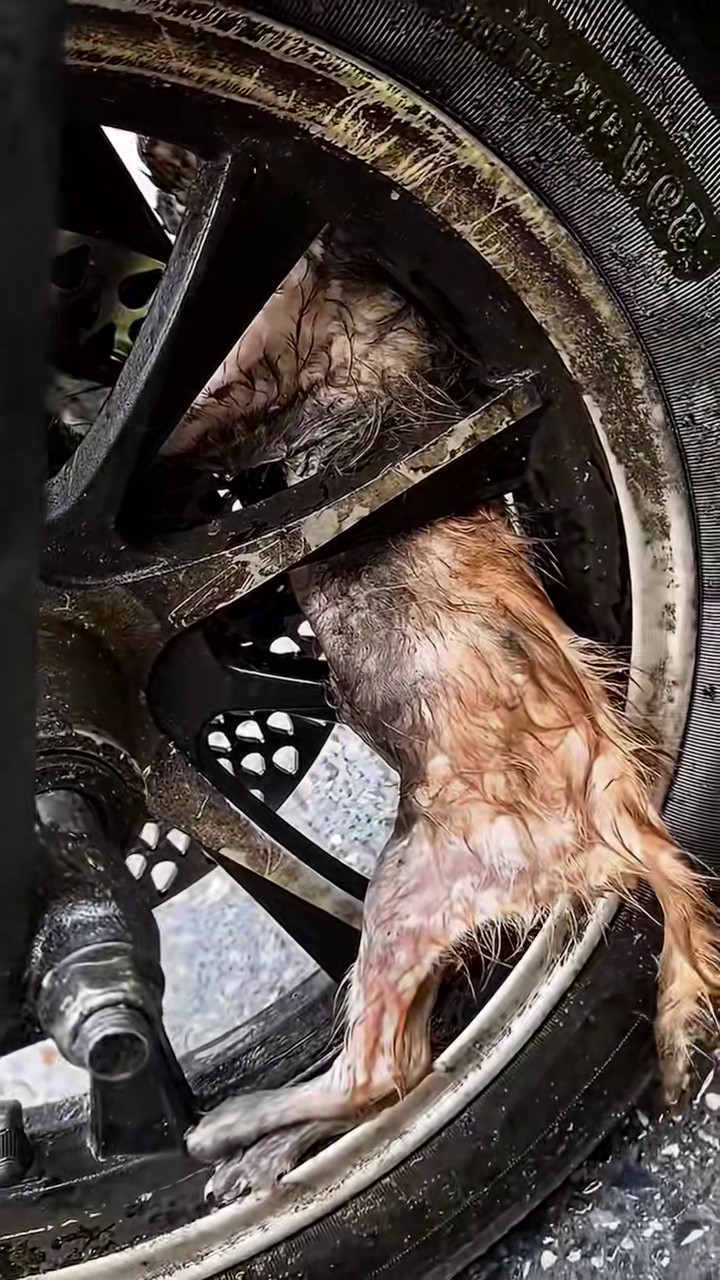 Full rescue here: T2008002_Emotional Animal Rescue That Changed Everything