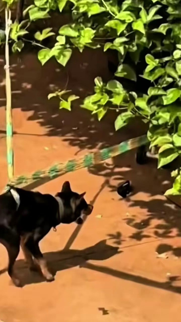 Full rescue here: T2008007_Helpless Animal Found In A Dangerous Place
