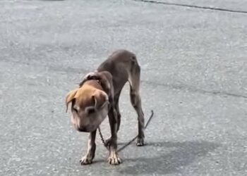 Full rescue here: T2008011_Abandoned Animal Finally Finds Hope