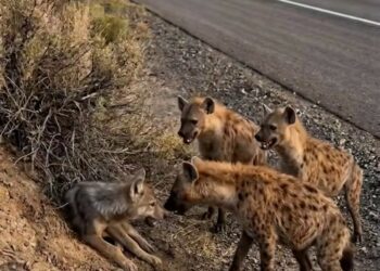 Full rescue here: T2008032_helpless baby wolf was attacked by pack of hyenas beside road