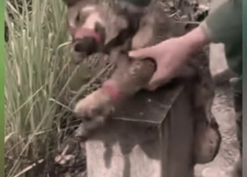 Full rescue here: T2008036_poor dog abandoned by roadside was luckily discovered res