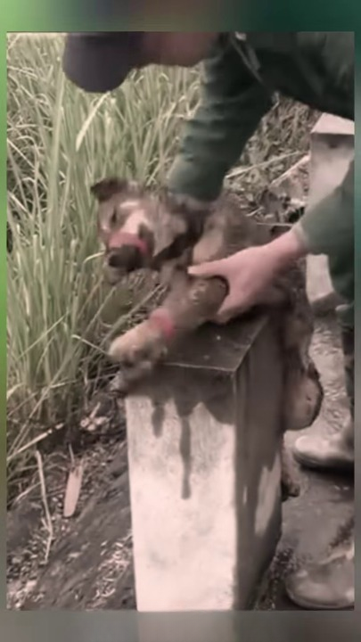 Full rescue here: T2008036_poor dog abandoned by roadside was luckily discovered res