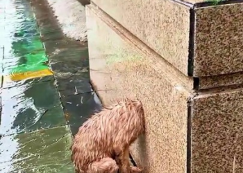Full rescue here: T2308006_Helpless Animal Found Alone In The Rain