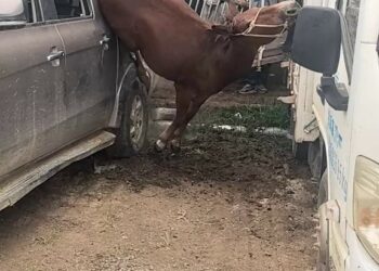 Full rescue here: T2308032_Animal Rescue Story That Will Melt Your Heart