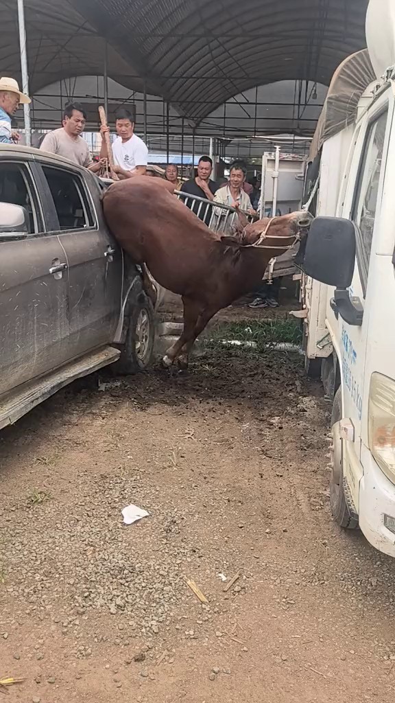 Full rescue here: T2308032_Animal Rescue Story That Will Melt Your Heart
