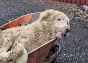 Full rescue here: T2508026_He was rescued streets but pain still lives in his eyes