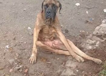 Full rescue here: T2508037_Some people have also donated dog has now been rescued