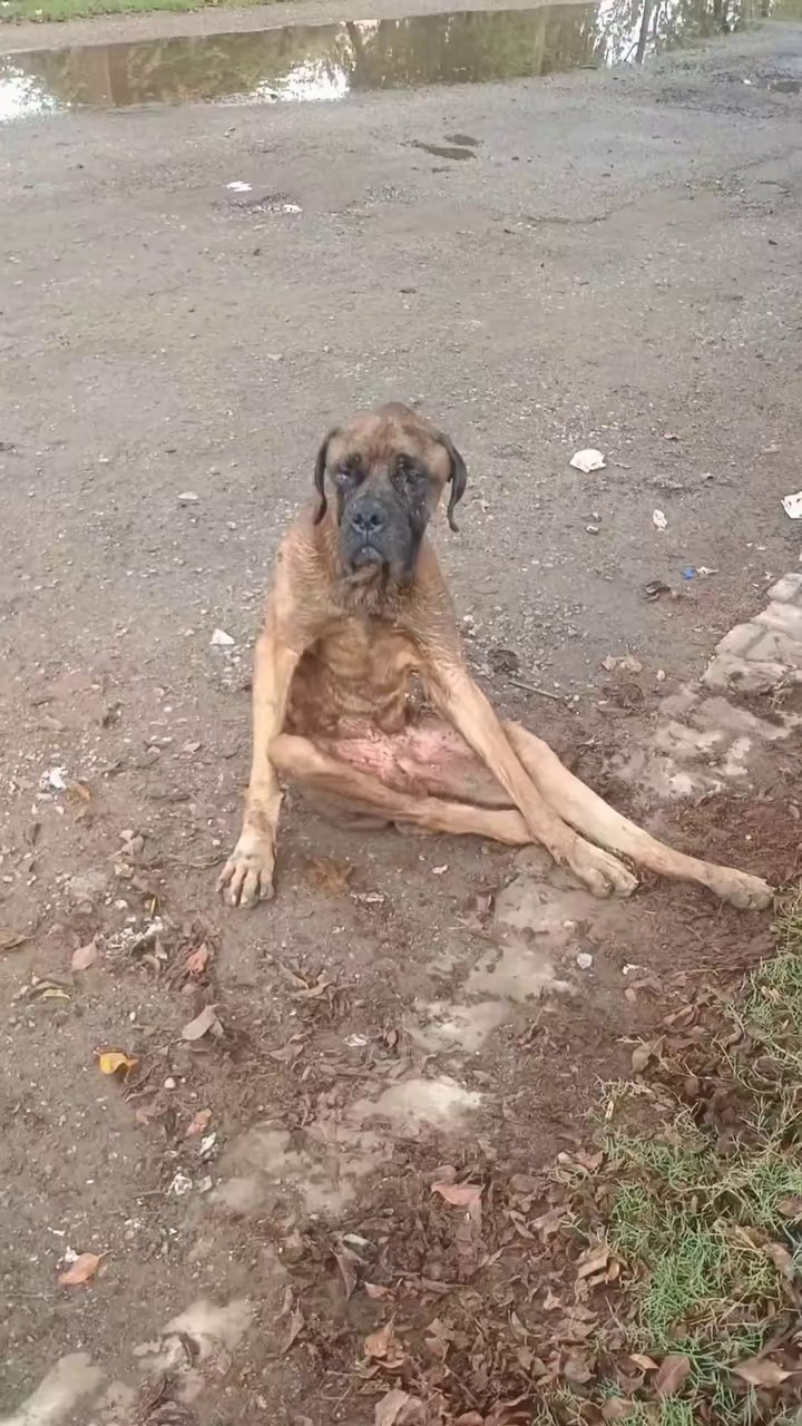 Full rescue here: T2508037_Some people have also donated dog has now been rescued