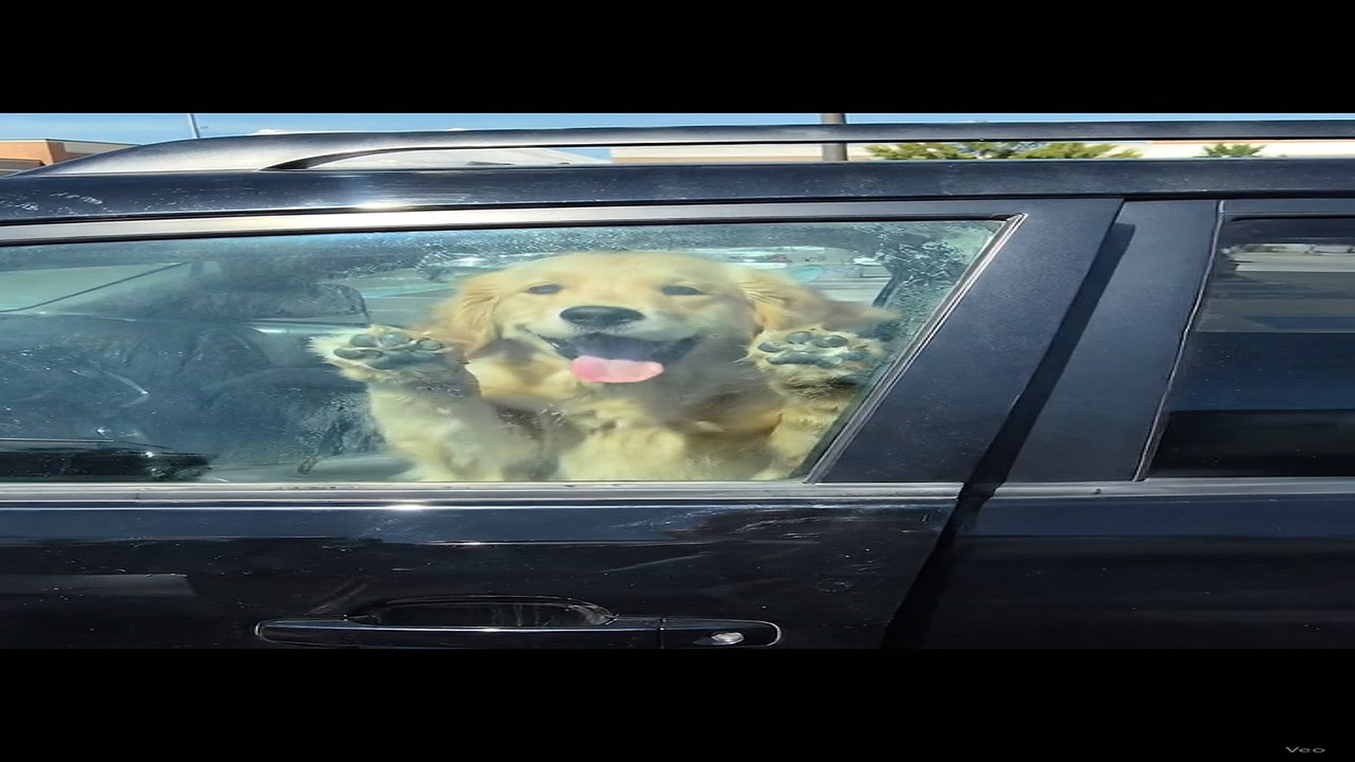 Full story here: Dog Trapped In Car