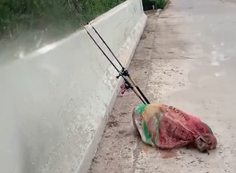 Full Story: T0708017_Trapped Animal Cries For Rescue