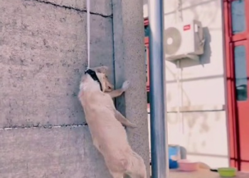 Full rescue here T0109057_This Helpless Animal Was Desperate For Rescue