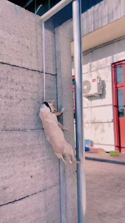 Full rescue here T0109057_This Helpless Animal Was Desperate For Rescue