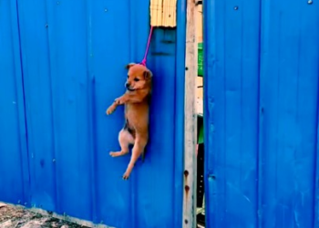Full rescue here T0109094_Rescuers Find An Animal Fighting To Survive