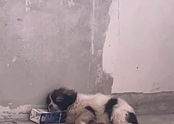 Full rescue here T0109104_found stray puppy kept twitching in corner of wall.