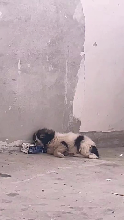 Full rescue here T0109104_found stray puppy kept twitching in corner of wall.