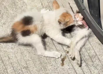 Full rescue here: T1209031_Helpless Animal Found Alone In The Rain