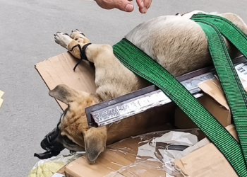 Full rescue here: T1709004_Many people eat meat. Share the video so that