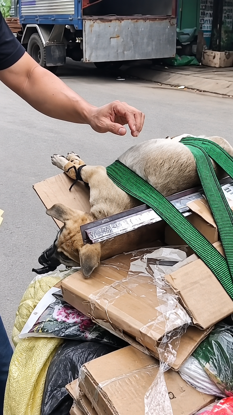 Full rescue here: T1709004_Many people eat meat. Share the video so that