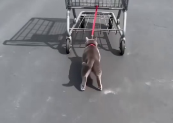 Full rescue here: T1709023_A Terrified Cat Was Tied To A Rolling Shopping Cart �