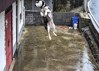 Full rescue here: T2109001_Rescue Story