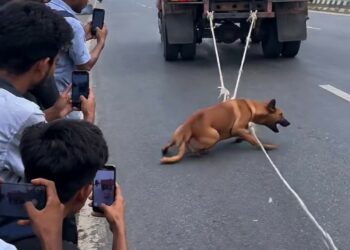 Full rescue here: T2109024_Poor Animal Could Barely Move Before Rescue