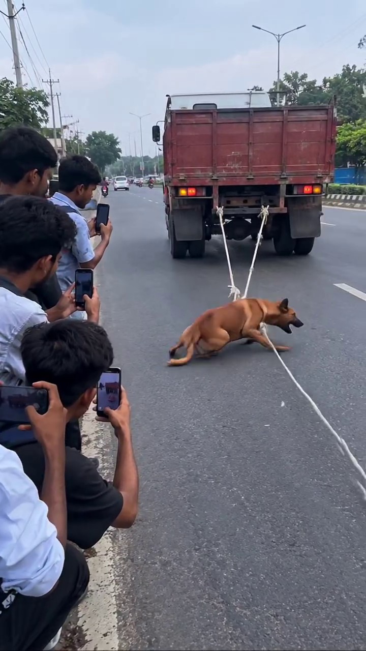 Full rescue here: T2109024_Poor Animal Could Barely Move Before Rescue