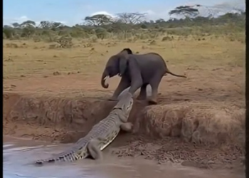 Full rescue here: T2409069_What a miraculous rescue, isn’t it A mother elephant saves her baby elephant from a crocodile