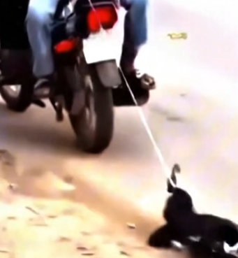 Full rescue here: T0609020_This Animal Was Waiting For A Miracle