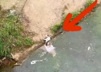 T0202030,Thrown into the river this cat fought for one last breath 💔 #catrescue #animalabandonment