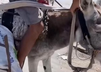 Full rescue here: T2109025_Injured Animal Finally Receives Help